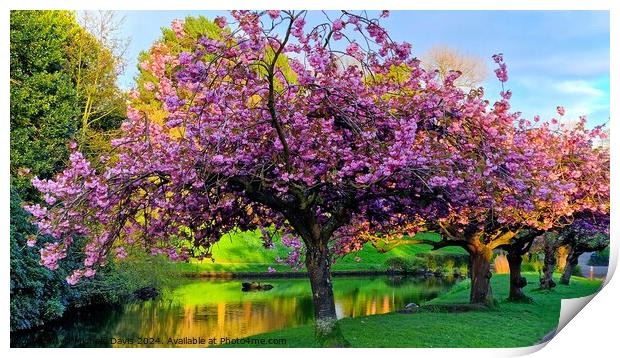 Cherry Blossoms Sefton Park Print by Michele Davis