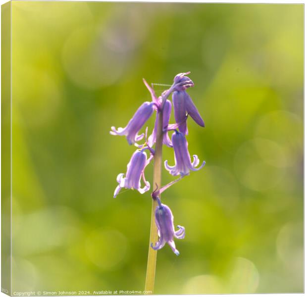 A close up of a bluebell flower  Canvas Print by Simon Johnson