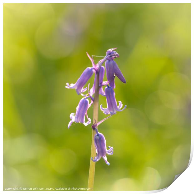 A close up of a bluebell flower  Print by Simon Johnson