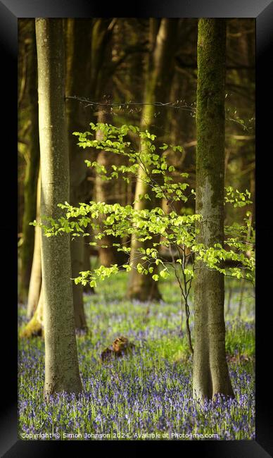 Sunlit tree Framed Print by Simon Johnson