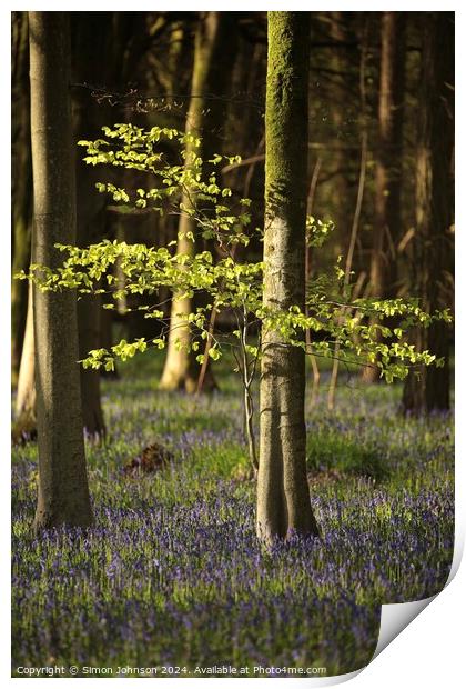 Sunlit tree Print by Simon Johnson