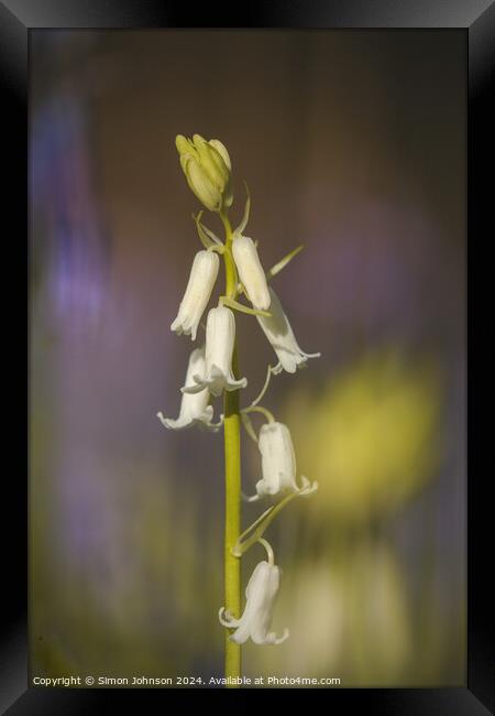 Albino bluebell  Framed Print by Simon Johnson