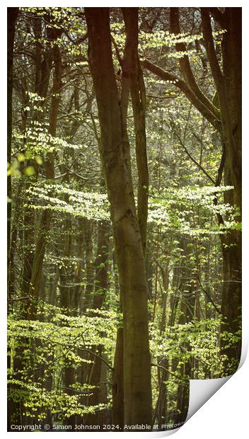 Sunlit woodland  Print by Simon Johnson