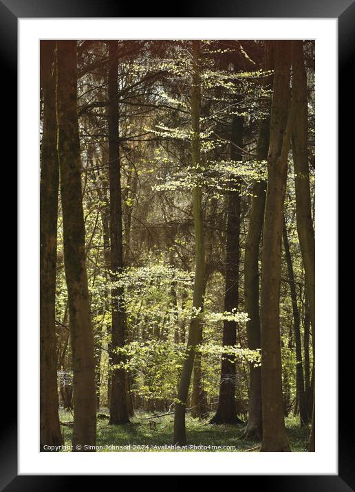 Sunlit tree Framed Mounted Print by Simon Johnson