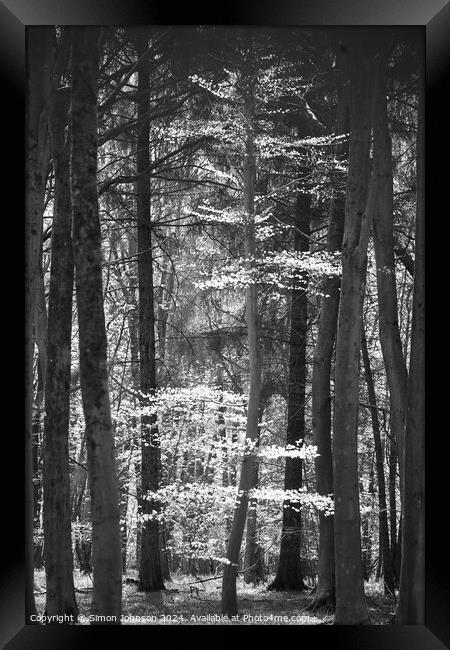 Sunlit tree monochrome  Framed Print by Simon Johnson