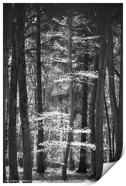 Sunlit tree monochrome  Print by Simon Johnson