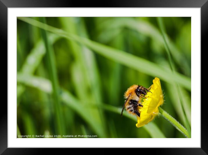 Bumblebee on flower Framed Mounted Print by Rachel Louise