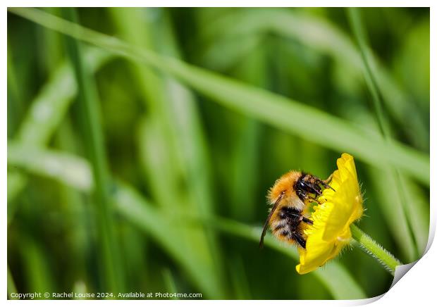 Bumblebee on flower Print by Rachel Louise
