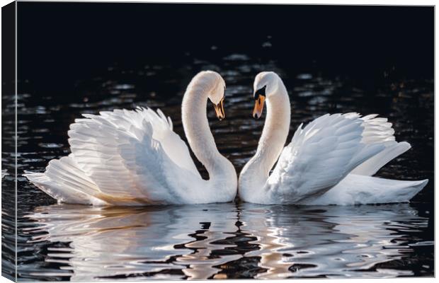 Mute Swans Courtship Love Canvas Print by DAVID FRANCIS