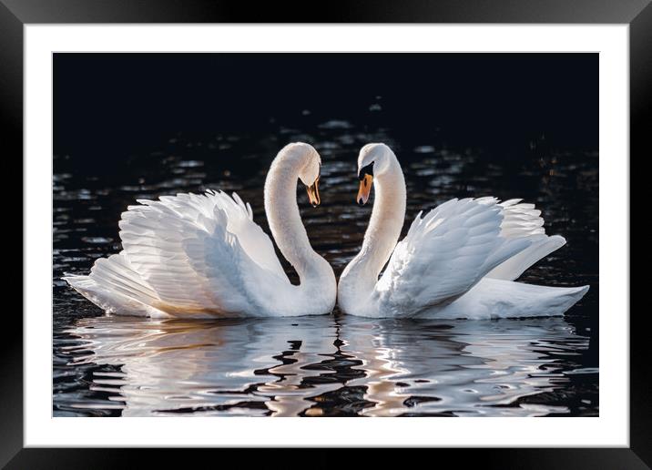 Mute Swans Courtship Love Framed Mounted Print by DAVID FRANCIS