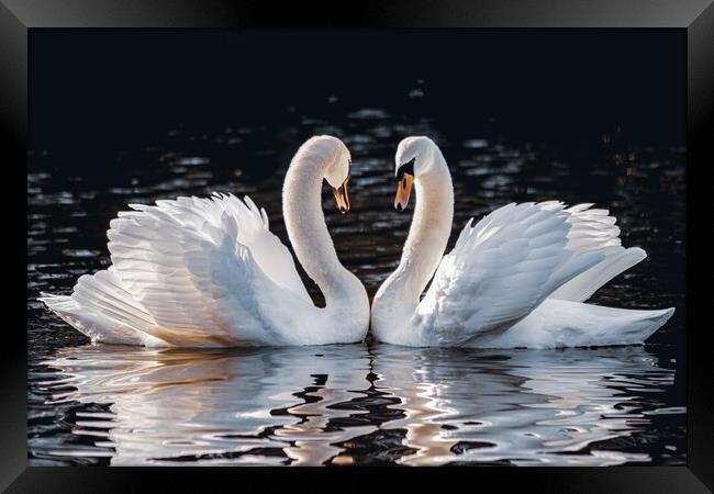 Mute Swans Courtship Love Framed Print by DAVID FRANCIS