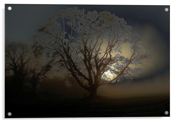 woodland mist Acrylic by Martin Parkinson