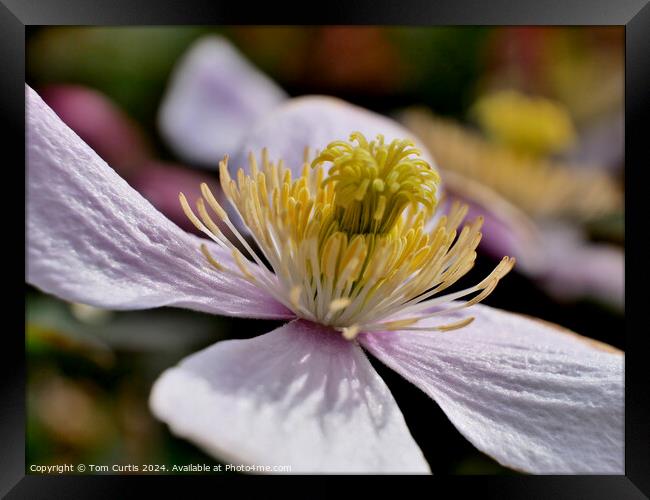 Clematis Montana flower Framed Print by Tom Curtis