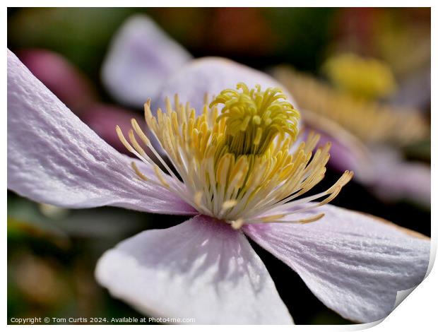 Clematis Montana flower Print by Tom Curtis