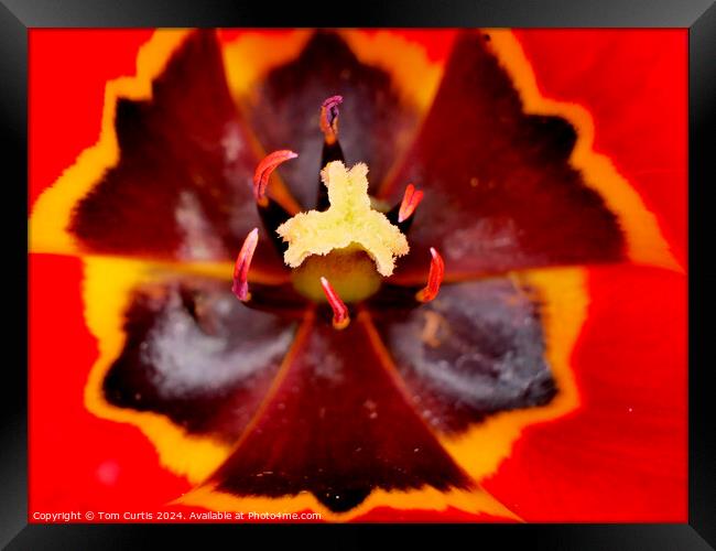 Red Tulip Framed Print by Tom Curtis