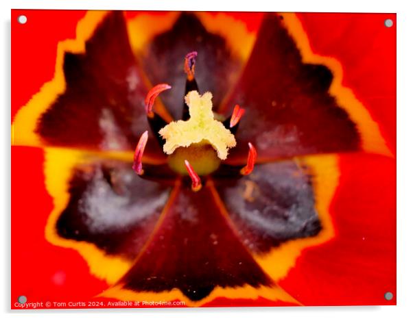 Red Tulip Acrylic by Tom Curtis