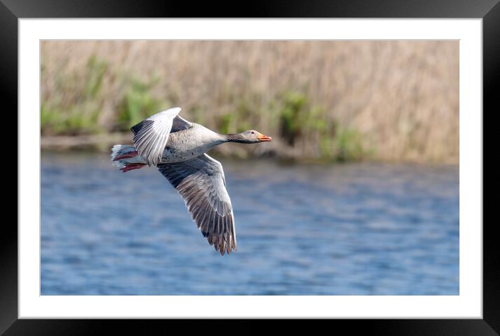 Greylag Goose, goose flying Framed Mounted Print by kathy white