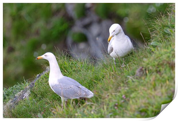 fulmar gulls,sea gulls Print by kathy white