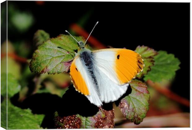 Orange Tip butterfly Canvas Print by Bryan 4Pics