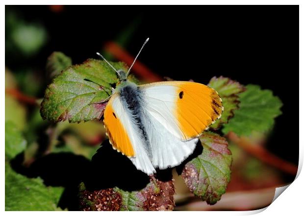 Orange Tip butterfly Print by Bryan 4Pics