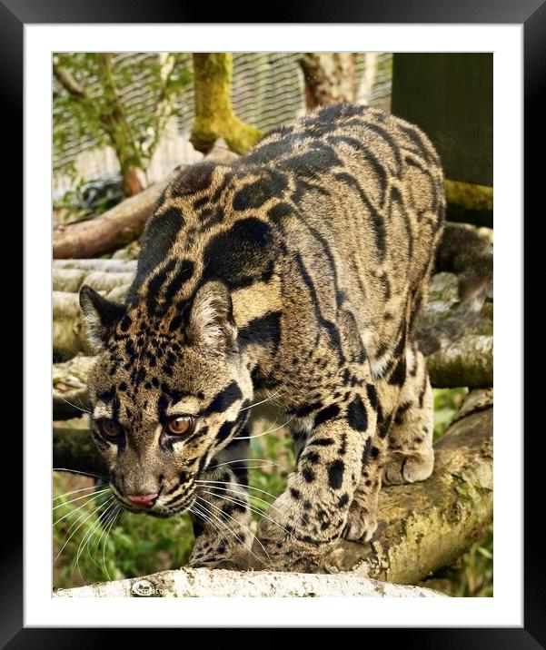 Painted Leopard. Framed Mounted Print by Julie Ormiston