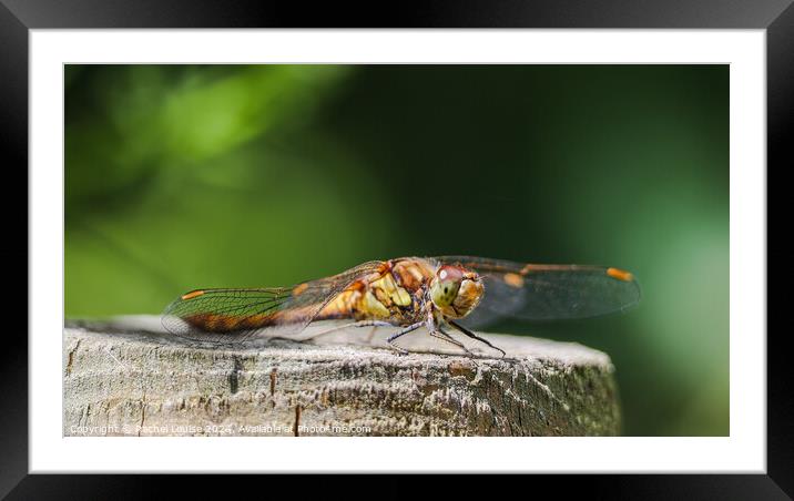 Dragonfly smile  Framed Mounted Print by Rachel Louise