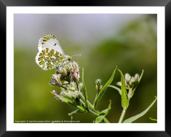 Flower and butterfly Framed Mounted Print by Rachel Louise