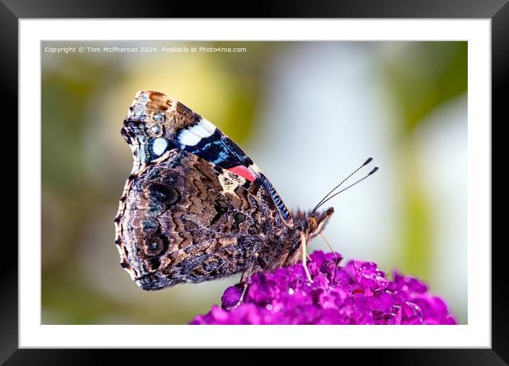 Peacock Butterfly Macro Framed Mounted Print by Tom McPherson