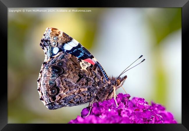 Peacock Butterfly Macro Framed Print by Tom McPherson