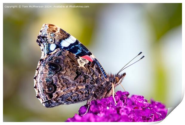 Peacock Butterfly Macro Print by Tom McPherson