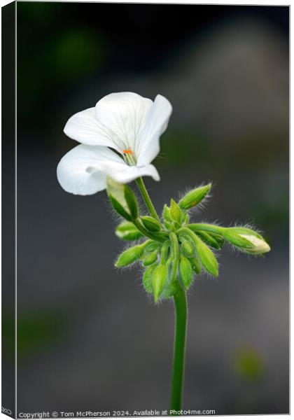 Geranium hybrid Canvas Print by Tom McPherson