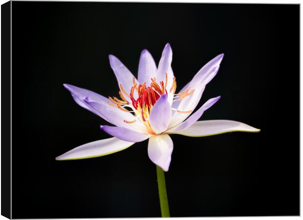 Lily Canvas Print by Clive Eariss