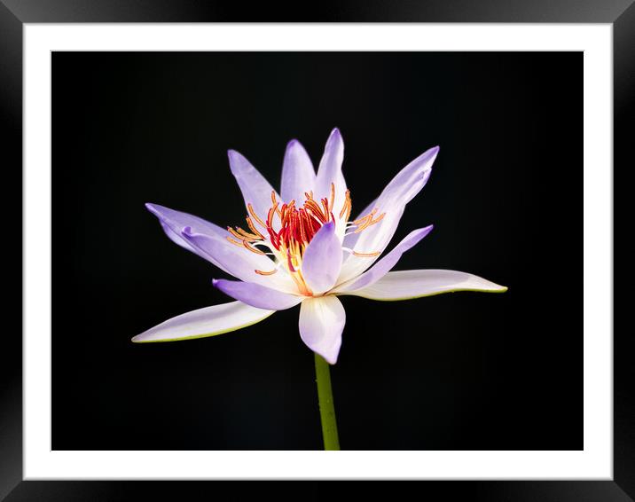 Lily Framed Mounted Print by Clive Eariss