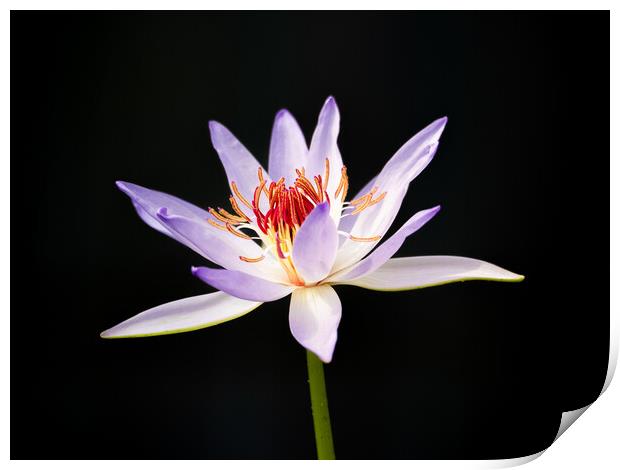 Lily Print by Clive Eariss