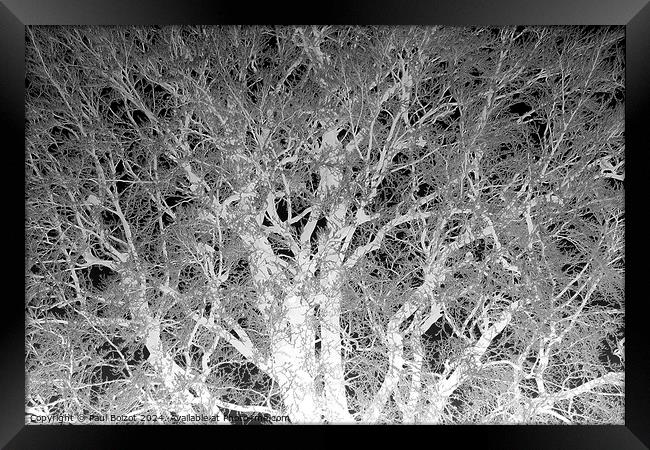 Frosted beech tree 2, mono inverted Framed Print by Paul Boizot