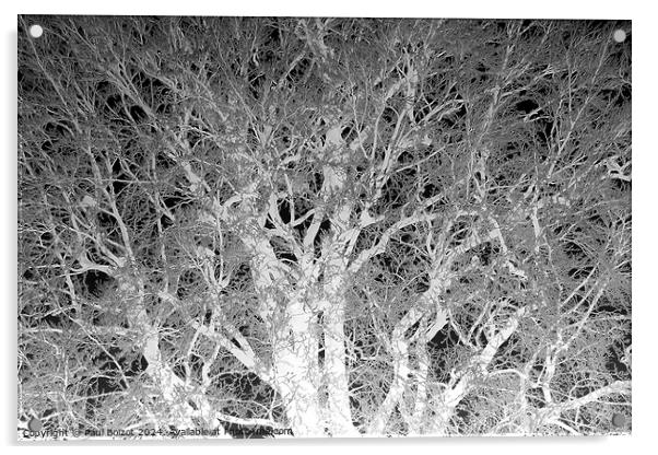 Frosted beech tree 2, mono inverted Acrylic by Paul Boizot
