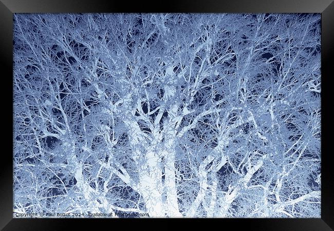 Frosted beech tree 2, dark blue edit Framed Print by Paul Boizot