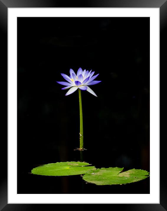 Lily And Pads Framed Mounted Print by Clive Eariss