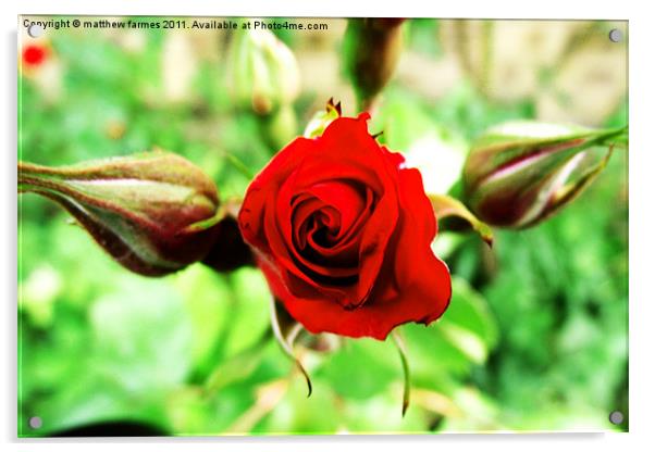 rose Acrylic by matthew farmes