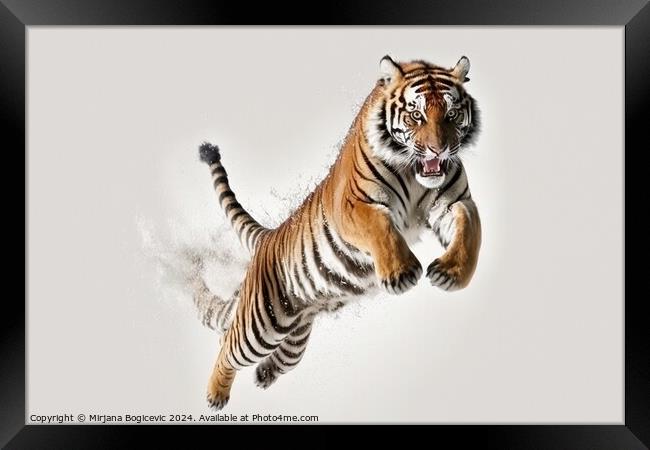 Tiger in jump on white background Framed Print by Mirjana Bogicevic