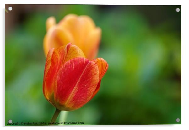 Tulip Plant flower heads Acrylic by Helen Reid