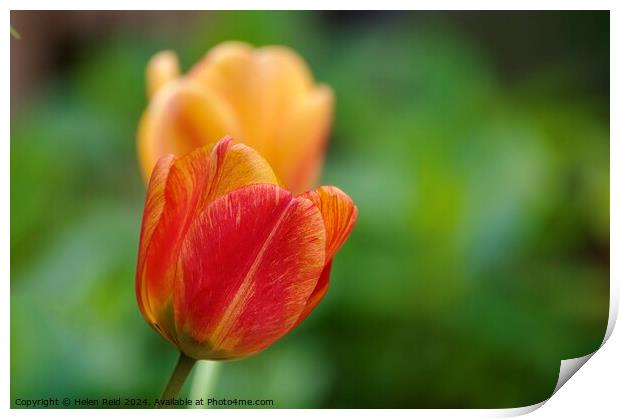 Tulip Plant flower heads Print by Helen Reid