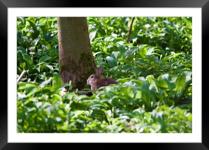 Brown rabbit sat on the woodland floor Framed Mounted Print by Helen Reid
