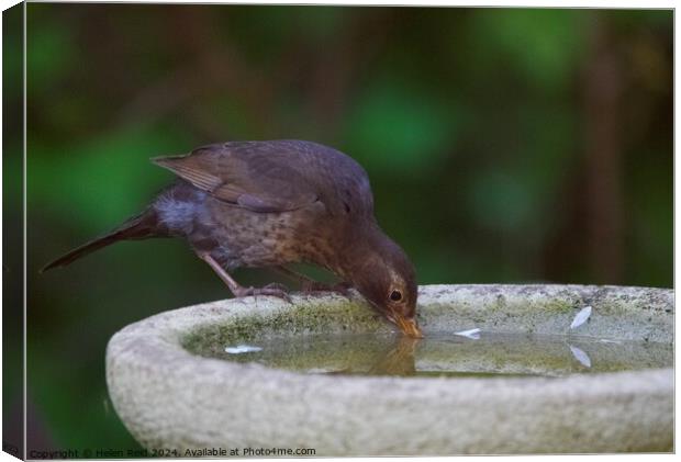 Blackbird drinking  Canvas Print by Helen Reid