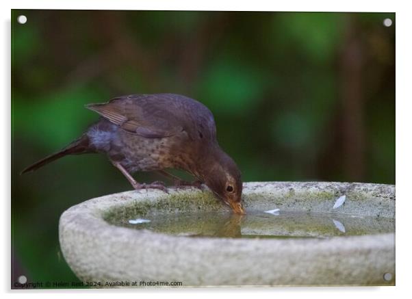 Blackbird drinking  Acrylic by Helen Reid
