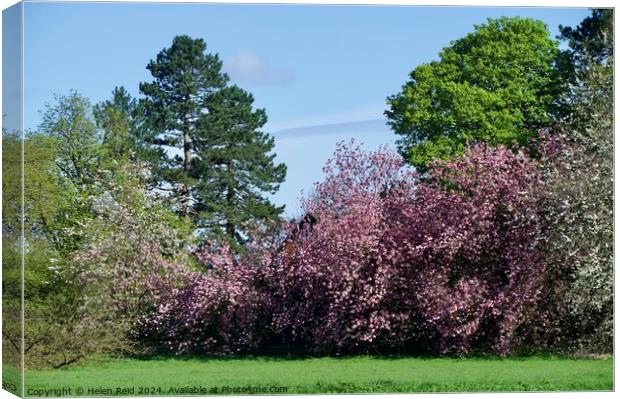 Variety of woodland trees and blossom trees Canvas Print by Helen Reid