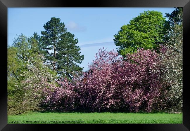 Variety of woodland trees and blossom trees Framed Print by Helen Reid