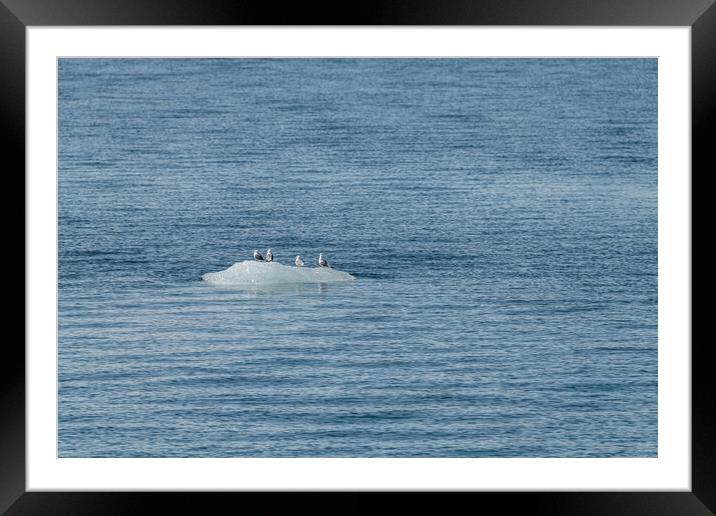 Five Black Legged Kittiwakes sitting on a growler (iceberg) in Price William Sound, Alaska, USA Framed Mounted Print by Dave Collins