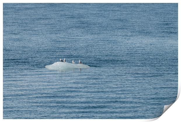 Five Black Legged Kittiwakes sitting on a growler (iceberg) in Price William Sound, Alaska, USA Print by Dave Collins