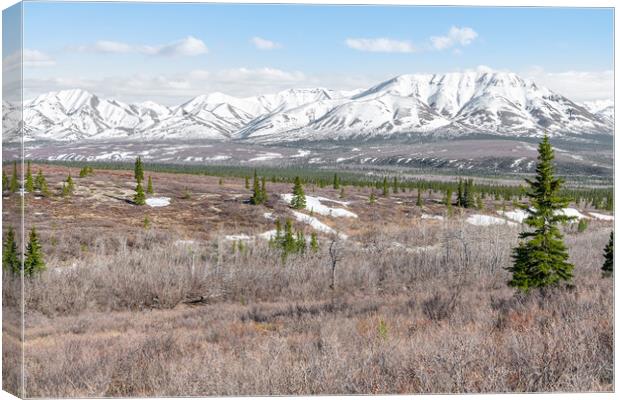 Edge of Tree line and Tundra in Denali National Park with snow covered mountains behind, Alaska, USA Canvas Print by Dave Collins